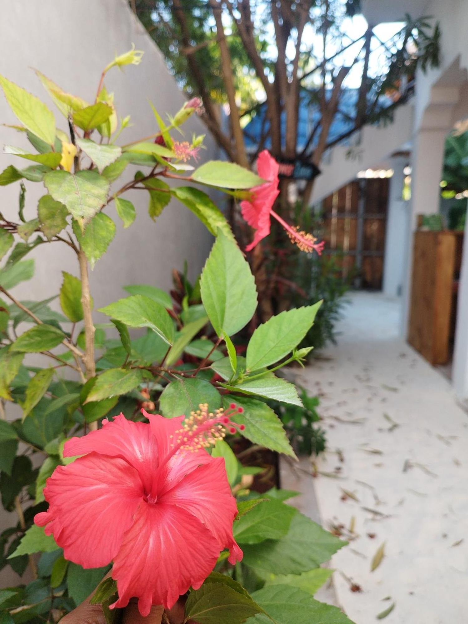 Pamoja Beach Stays Hotel In Jambiani Jambiani  Buitenkant foto